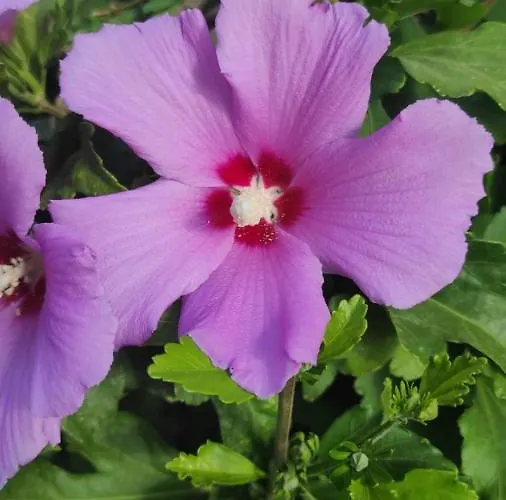 La Playa Del Sol Tropea Santa Domenica (Vibo Valentia)